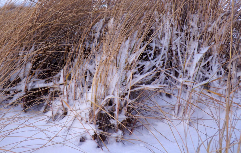 snowy beach grass