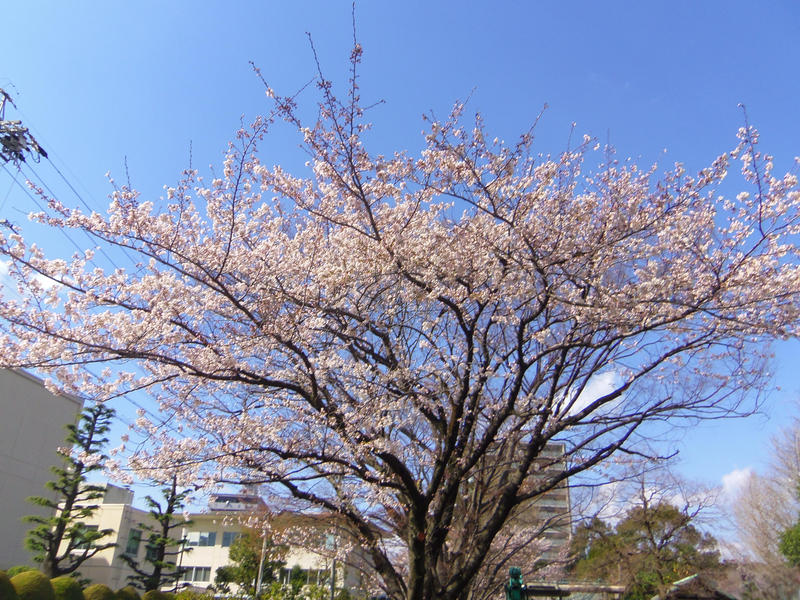 sakura