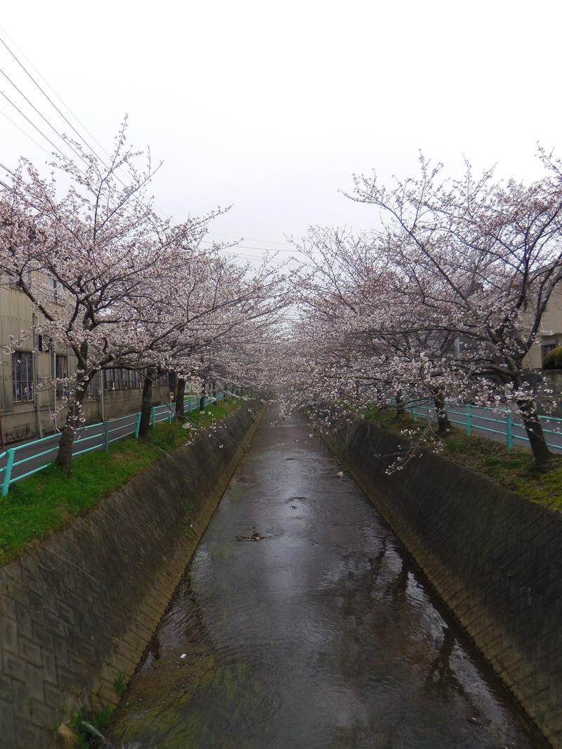 Sakura at the Canal