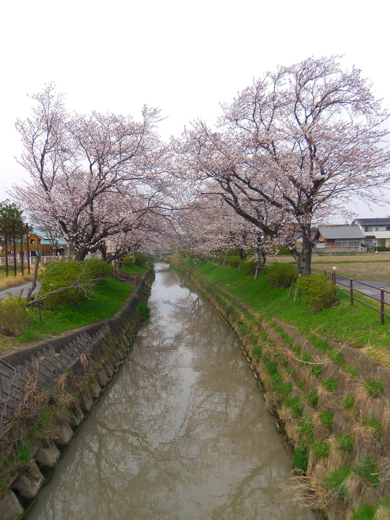 neighborhood sakura