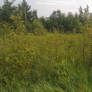 Forest Field 6