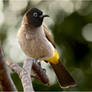 yellow vented bulbul