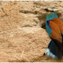 roller near the nest hole