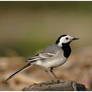 Pied Wagtail