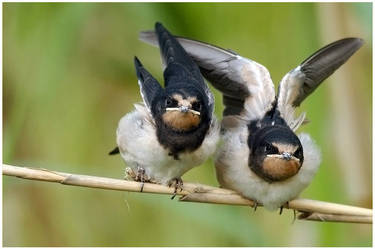 wing stretching