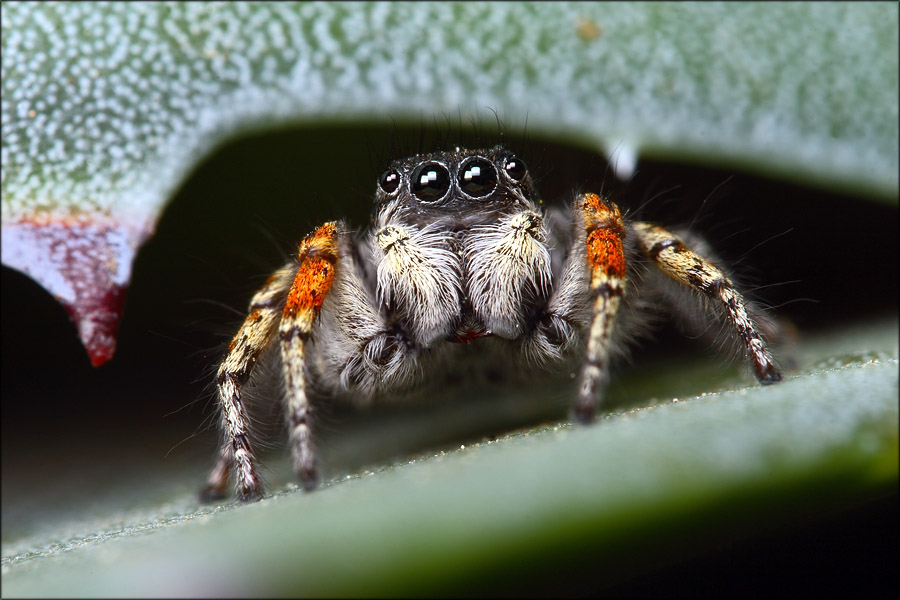 jumping spider