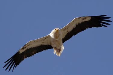 Egyptian Vulture