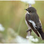 Pied Flycatcher