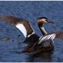 The Great Crested Grebe