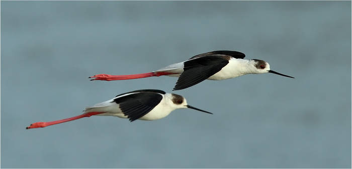 two stilts