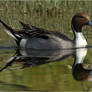 Nothern pintail