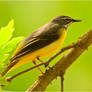 Grey wagtail