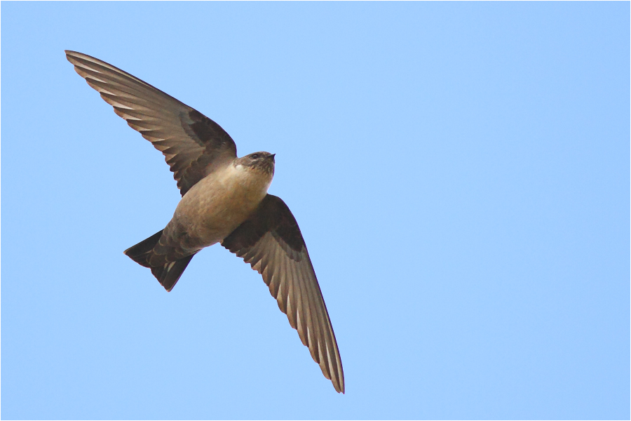 Crag Martin