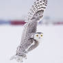 Snowy owl