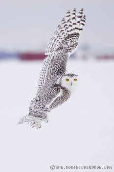 Snowy owl