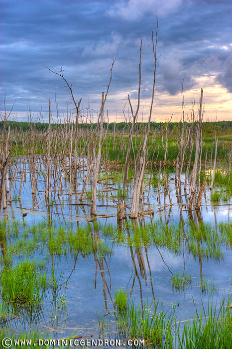 Marsh at dawn