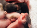 baby mice by boxerbaby