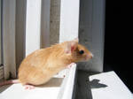 my mouse bambi by boxerbaby