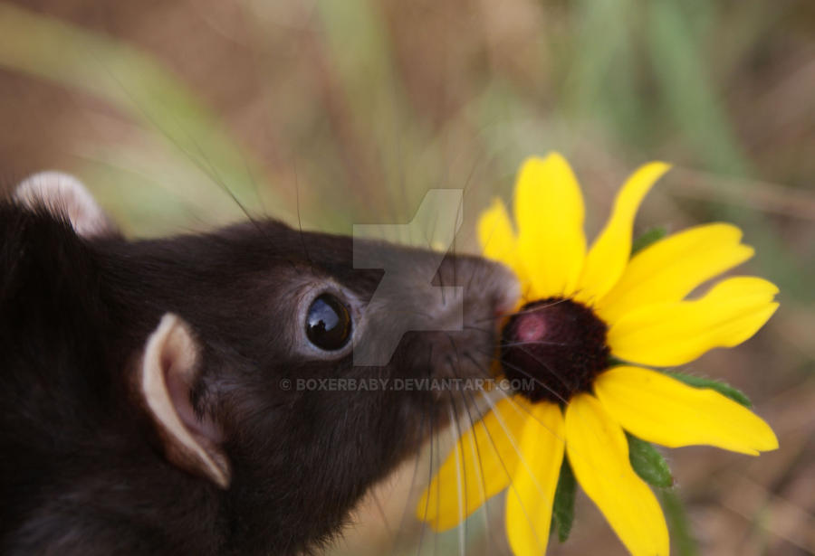 flower sniffer by boxerbaby on DeviantArt