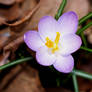 Purple Crocus