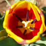 Tulip Turban