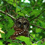 Barred Owl