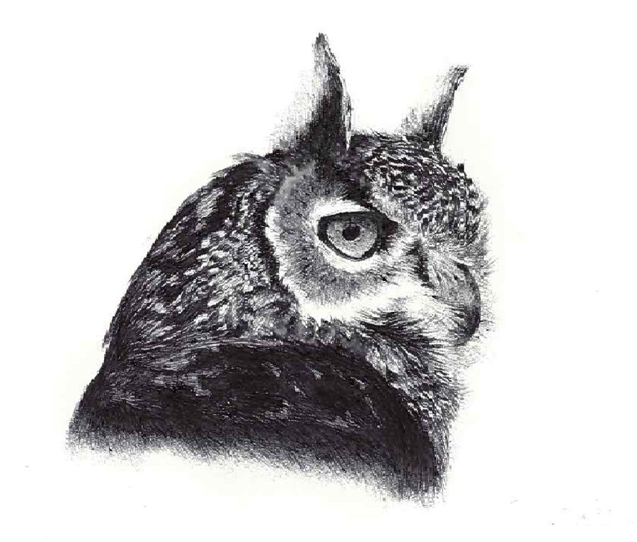 Eurasian Eagle Owl Pen Drawing