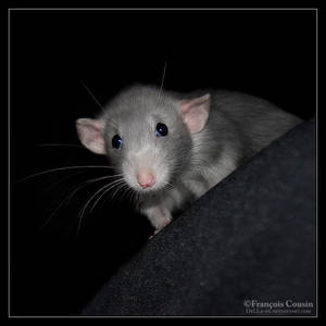 Pilule - Fancy rat