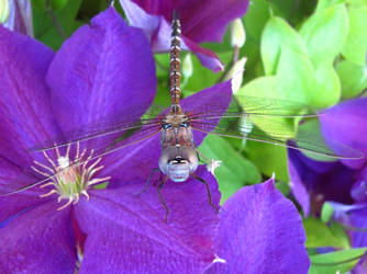 dragonfly 2