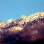 Winter Garden 32 by EngrossingMoment