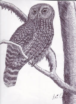 Crosshatched Owl