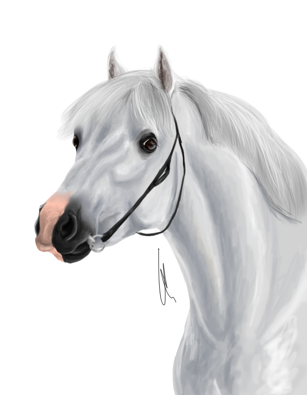 Grey Horse