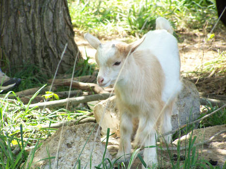 Baby Goat 2