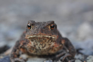 Toad closeup