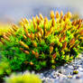 Moss - second attempt with focus stacking