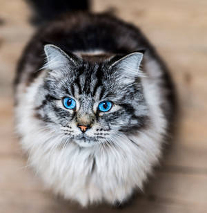 Blue-eyed kitty