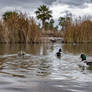 DuckPond