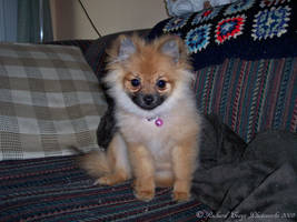 The Pomeranian 'puppy uglies'...