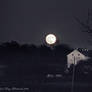 'Beaver Moon'....