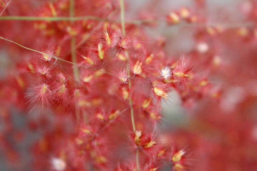Red Texture Spring Red Texture by Digitaliss on DeviantArt