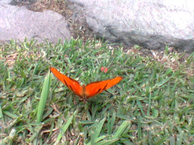 An Orange Butterfly,2.