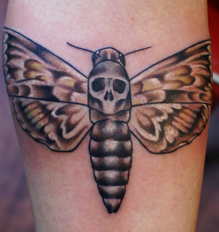 death head moth