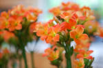 orange by emmakiss