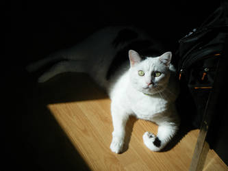 Dark-light cat