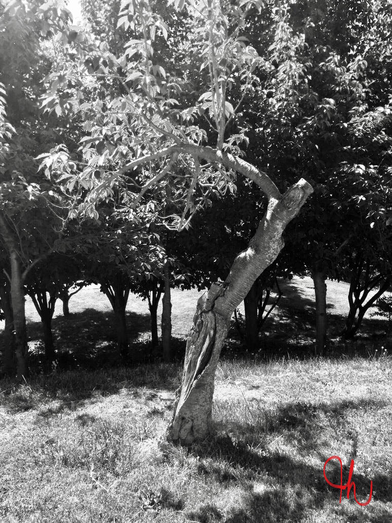 Odd Tree Out Odd tree out by HummerSkull on DeviantArt