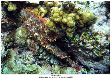 Scorpionfish