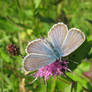 Blue butterfly 4