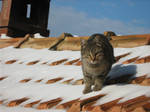 Toby on the roof 2 by Sanae78