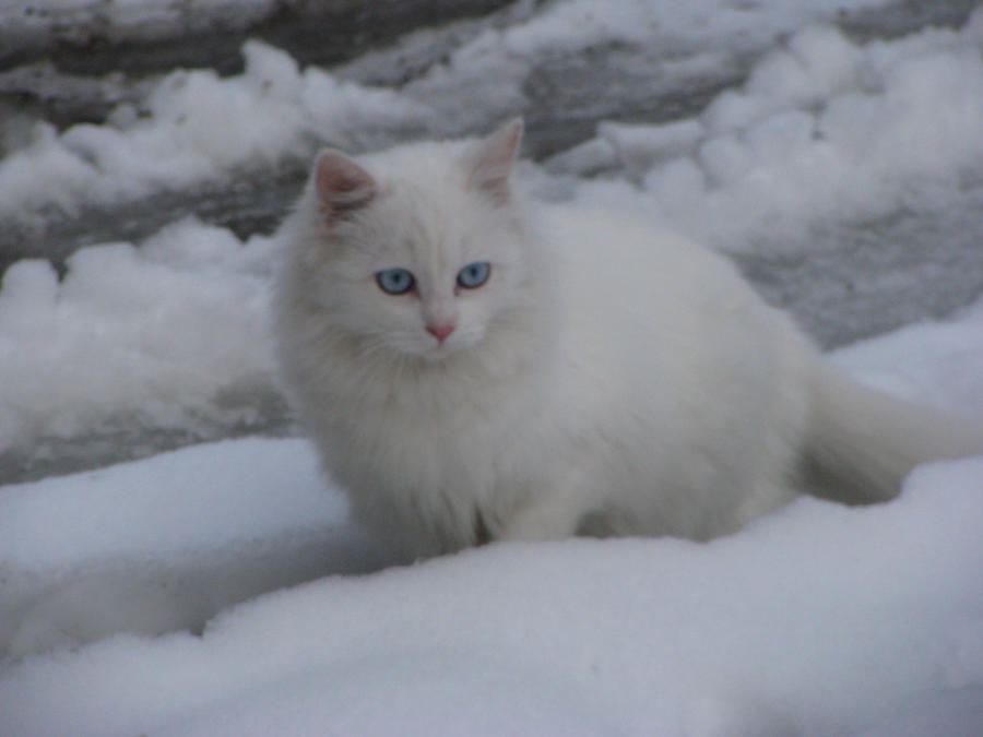 Snow Kimba 2