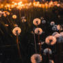 dandelions  5083 M Scully Photography